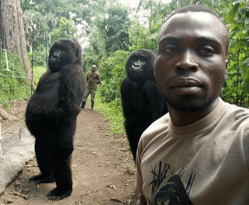 達卡希在2019年跟反盜獵組織的成員舍馬福玩自拍後，趣味照片瘋傳而爆紅。（圖：擷取自 Virunga National Park 推特）