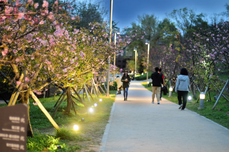 新竹公園每年2月有逾800棵櫻花樹綻放，是賞櫻好去處。 圖：新竹市政府 / 提供