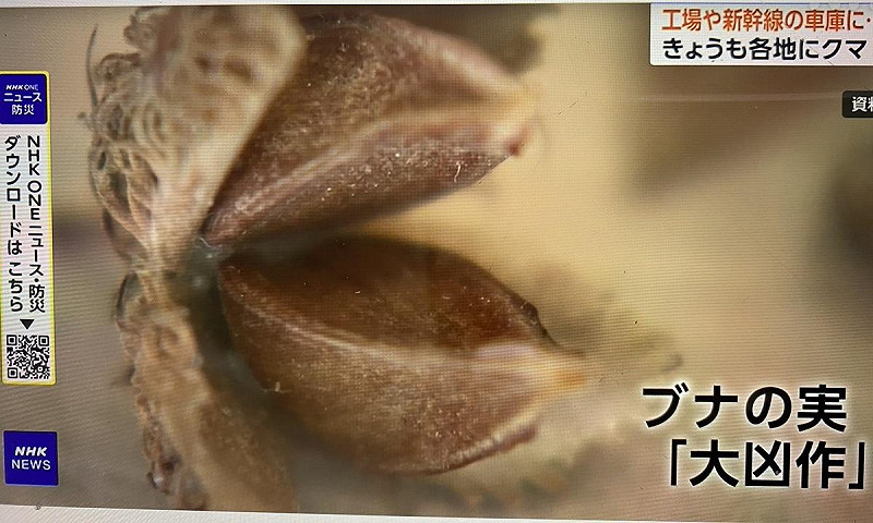  熊大量出沒有說法認為是主食的山毛櫸的果實歉收。 圖：翻攝NHK 