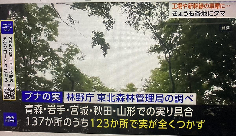  據林野聽調查指出東北五縣137處山毛櫸林場有123處都沒結實，害熊沒東西吃。 圖：翻攝NHK 