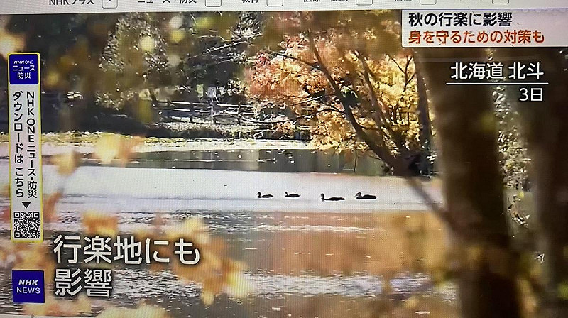  今年北海道及東日本的紅葉觀光景點都受熊出沒影響，取消夜間點燈等，或加強警備等，但依然必須多加注意。 圖：翻攝NHK 