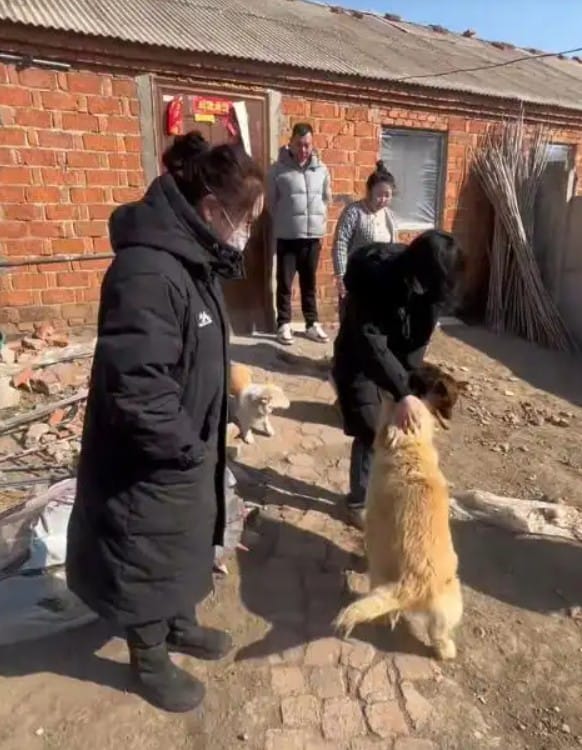  犬隻最終全數平安返回原居地。 圖：翻攝自百度 