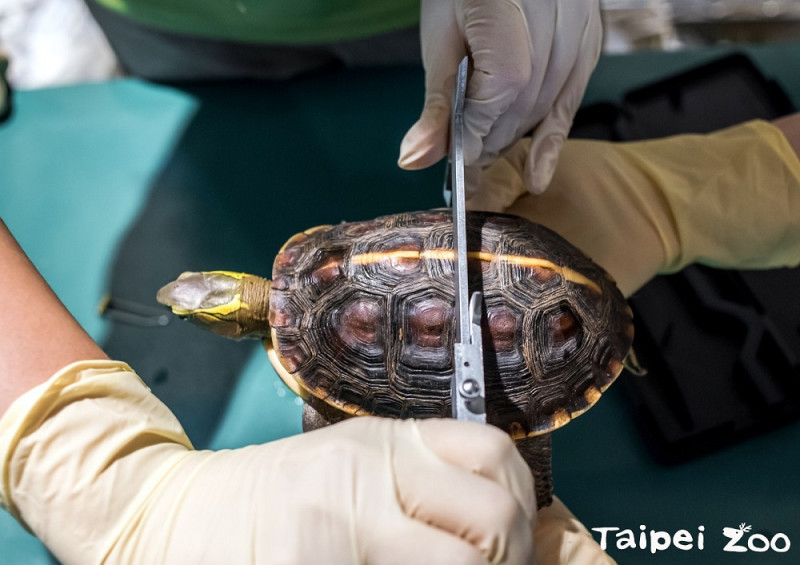食蛇龜健康檢查，做形質測量。   圖：台北市立動物園/提供