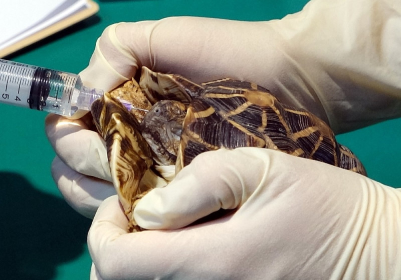 獸醫師為印度星龜打針治療。   圖：台北市立動物園/提供