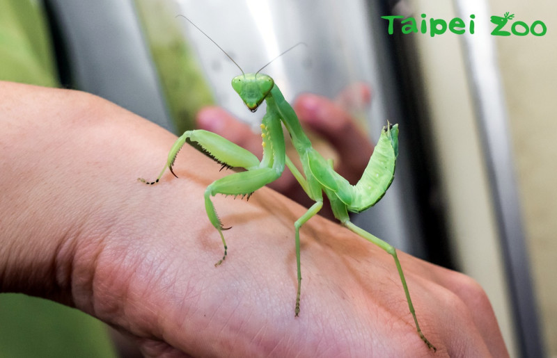 大刀螳螂體長約7-9.5公分，體色為綠色或褐色，習性兇猛。   圖：台北市立動物園提供