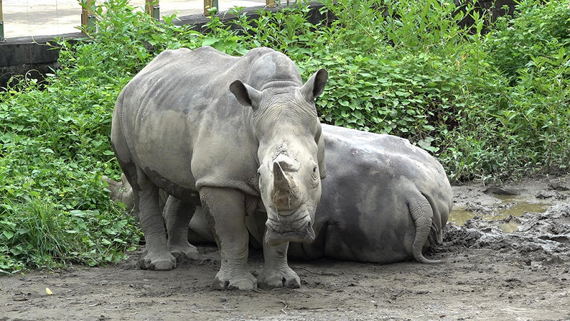 台北市立動物園高齡38歲的白犀牛「犀慧」18日中午離世，園方表示，已請台大獸醫團隊進行病理解剖，釐清死因。（台北市立動物園提供）中央社記者陳昱婷傳真　114年10月18日   