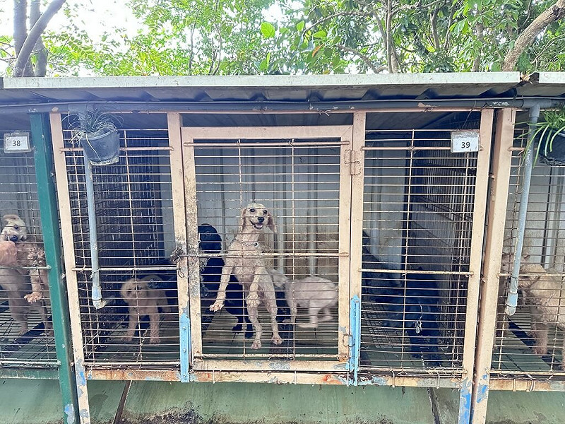 苗栗縣公館鄉1處由獸醫師經營的繁殖場，遭動保人士通報內部犬隻疑不當飼養割除聲帶。苗栗縣動物保護防疫所19日表示，排定20日入園全面稽查，如違法屬實將嚴正開罰。（苗栗縣動防所提供）中央社記者管瑞平傳真  114年10月19日   