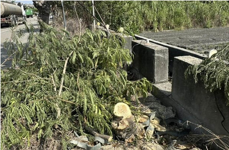 彰化縣鹿港鎮鹿西路有路樹遭砍，其中8棵為公所列管的大葉欖樹，警方獲報循線找到砍樹男子，男子供稱是受人所託。（鹿港鎮公所提供）中央社記者吳哲豪傳真  114年10月20日   