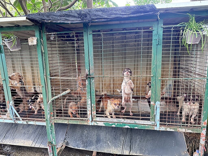 位於苗栗縣公館鄉、由獸醫師經營的「人人犬舍」部分犬隻遭剪除聲帶，苗縣府20日啟動清查並調閱繁殖及醫療紀錄，發現多項違規，依法嚴懲。（苗栗縣動物保護防疫所提供）中央社記者管瑞平傳真　114年10月20日   