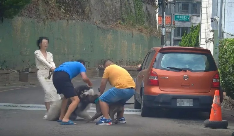 模特兒愛犬遭咬傷需進行手術。   圖：翻攝自臉書