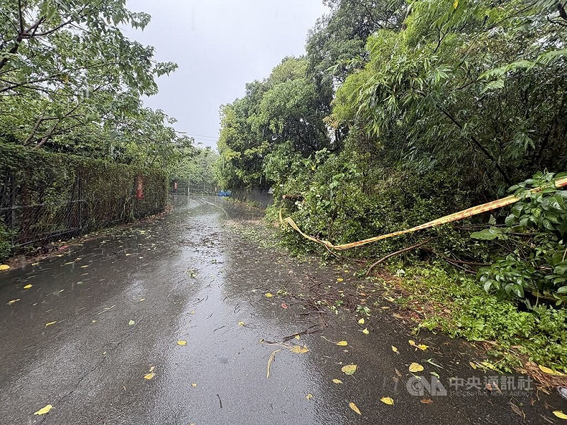 台北市22日仍大雨不斷,士林區士東路353巷有路樹傾倒。(翻攝照片)中央社記者黃麗芸傳真 114年10月22日