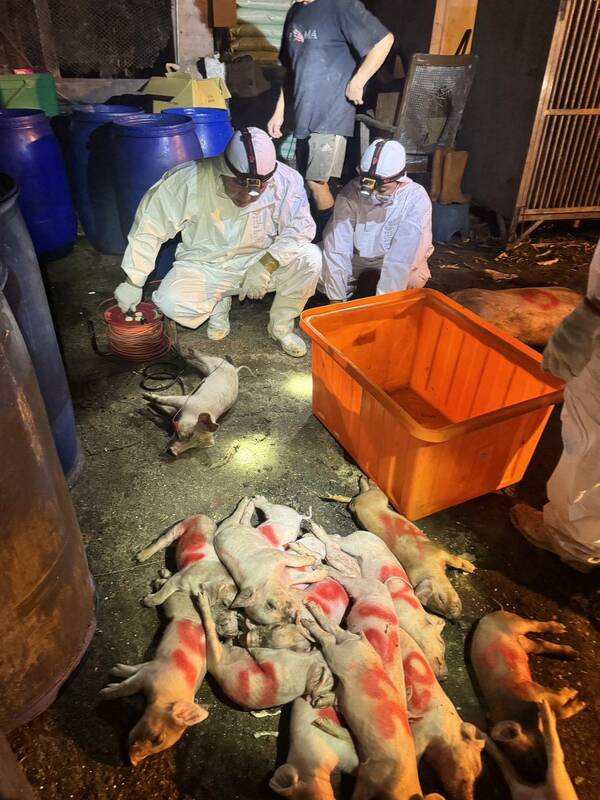 台中梧棲一處養豬場日前驚傳非洲豬瘟疫情，案例場撲殺狀況。   圖：農業部／提供