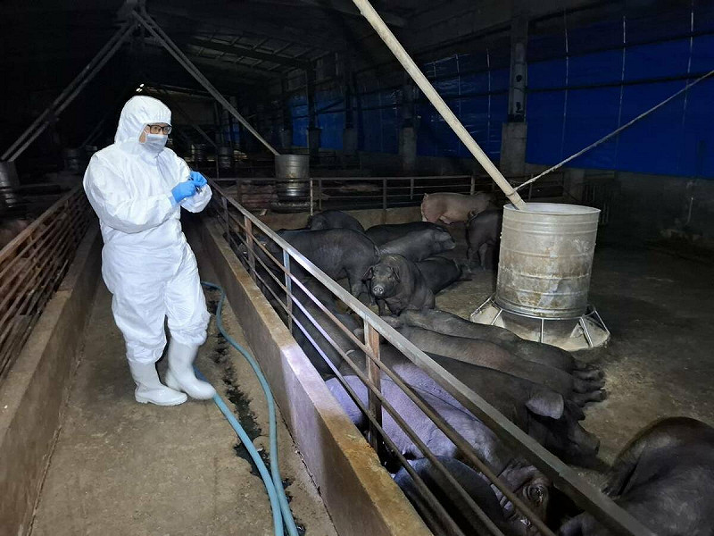 台中梧棲一間養豬場發現豬隻感染非洲豬瘟。   圖：台中市政府/提供