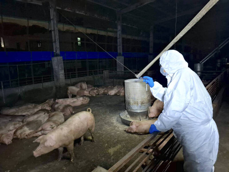 台中梧棲豬場疑爆發非洲豬瘟。   圖：台中市政府／提供（資料照）