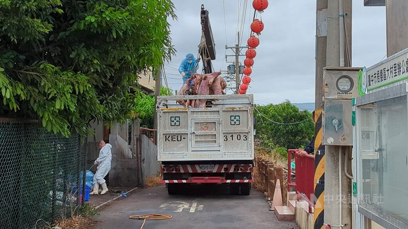 台中一處養豬場死亡豬隻驗出非洲豬瘟核酸陽性反應，事發的養豬場22日將場內撲殺的豬隻運出。中央社記者蘇木春攝　114年10月22日   