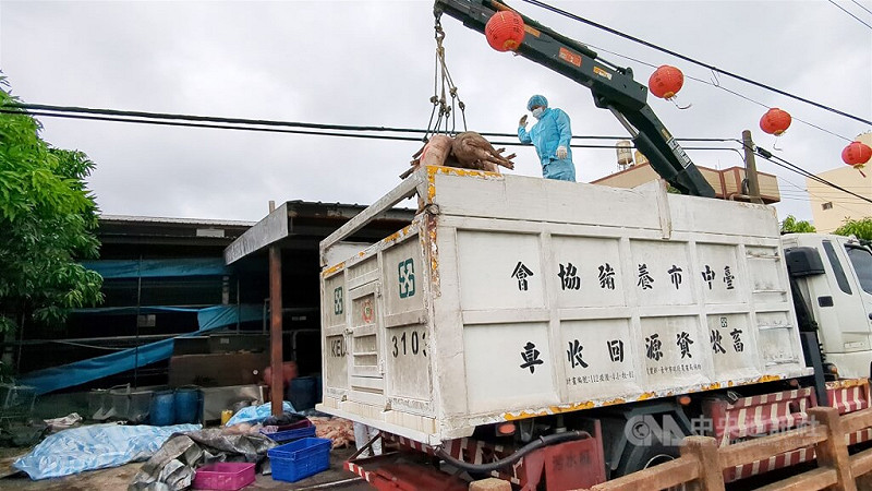 台中市梧棲區一處養豬場死亡豬隻驗出非洲豬瘟。   圖:中央社提供(檔案照片)
