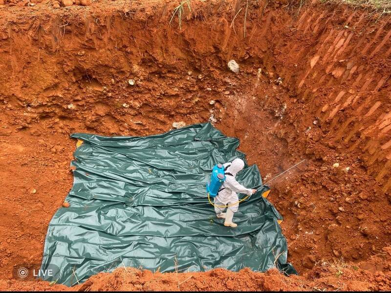 案例場預防性撲殺豬隻的掩埋場病毒防治成為關切重點。   圖：台中市政府提供
