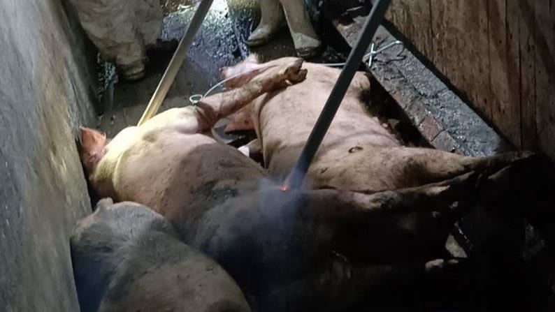 非洲豬瘟案例場特約獸醫紀又銘發文,點出2條關鍵線索盼查出病毒破口。   圖:台中市政府提供