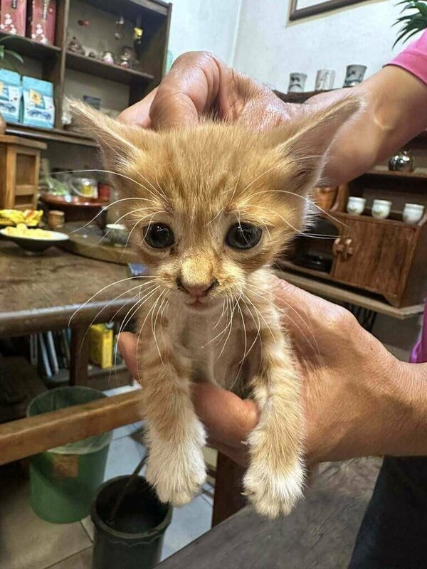 70歲呂姓老婦為收養流浪貓，疑似違反號誌遭2部機車撞擊，經送醫傷重不治，死者女兒當時把懷中小奶貓託付給附近店家，目前小貓咪已有愛心人士收養。（民眾提供）中央社記者管瑞平傳真　114年11月3日   