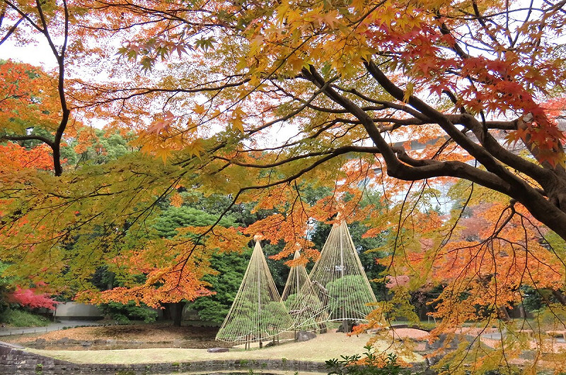 小石川後樂園的園林一景，內庭寧靜悠然的秋色空間。   圖：公益財団法人東京都公園協会/提供