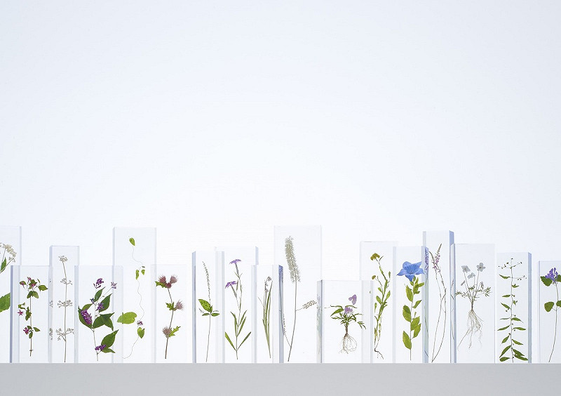 高尾599博物館展示品・壓克力植物標本。   圖：Taiji Yamazaki