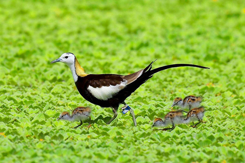 公私部門協力合作，成功讓稀有二級保育類「水雉」重返美濃繁殖。   圖：高雄市觀光局/提供