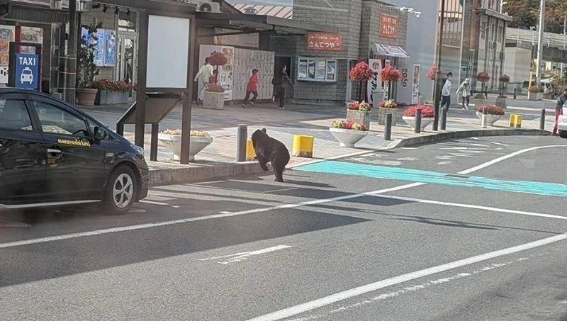 日本熊害頻傳，圖為黑熊在岩手縣馬路上走動，並準備進入車站內。   圖：翻攝自X