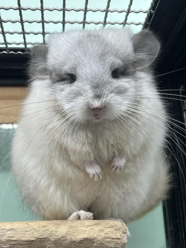 以比賽方式呈現龍貓不同品種、品系的龍貓。   圖：主辦單位/提供