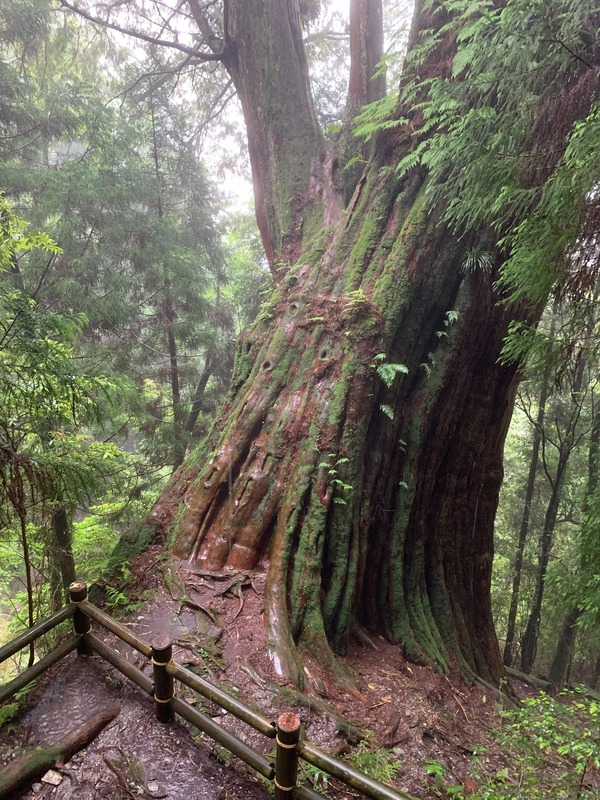 檜山巨木群步道2.8公里處，還能親身體會紅檜巨木帶來的震撼。   圖：翻攝自觀霧國家森林遊樂區臉書