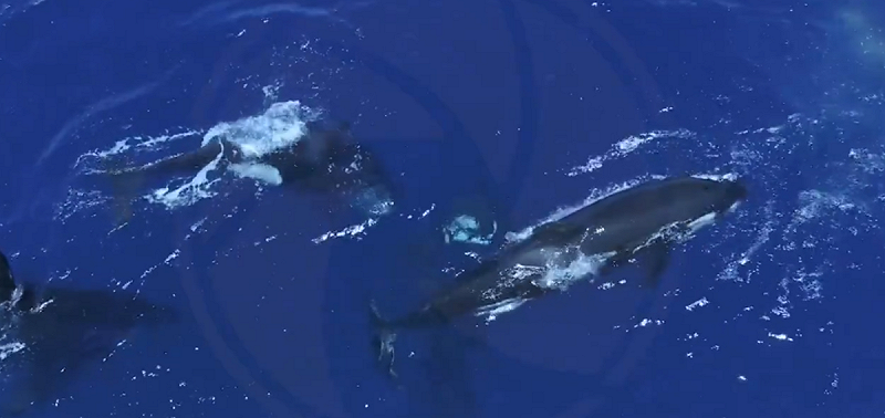 該海域的數條虎鯨。   圖：翻攝自 X《Andrew Powell》