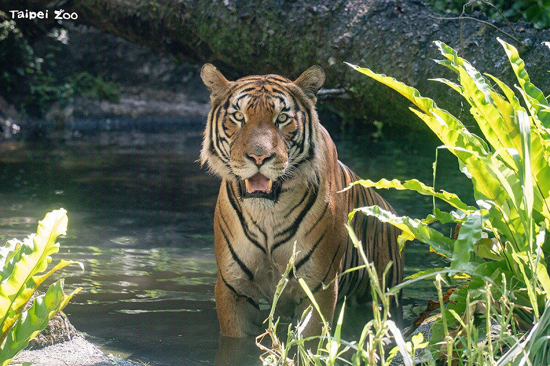 Arhaa來到台灣後個性穩定、進食狀況良好，且能與保育員培養默契。   圖：台北市立動物園／提供