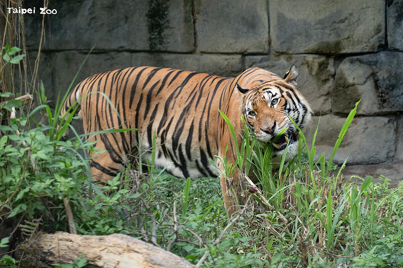 Arhaa將在熱帶雨林區的戶外活動場和遊客見面。   圖：台北市立動物園／提供