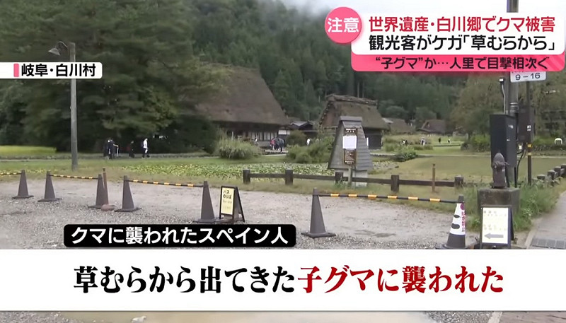  世界遺產名師地的白川鄉合掌村也有熊出沒並侵襲西班牙觀光客。 圖：翻攝NTV官網  連東京都會區也都相繼有熊出沒。 圖：翻攝FNN新聞 