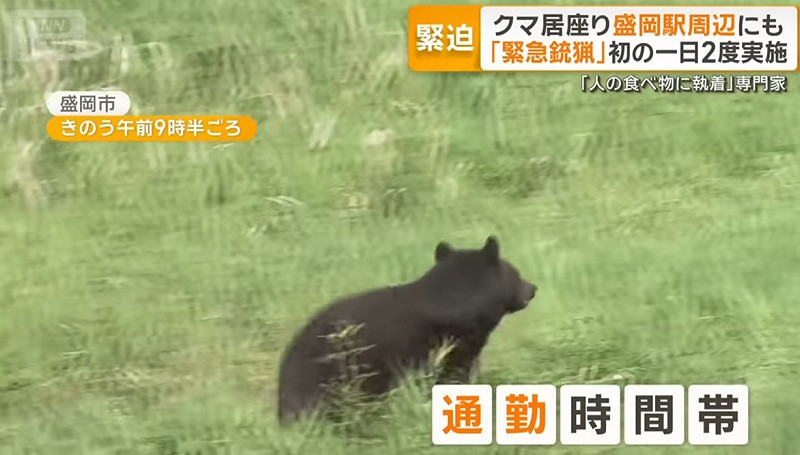  在上班時間居然在岩手縣人口最多的盛岡市盛岡車站附近有熊出沒。 圖：翻攝ANN新聞 