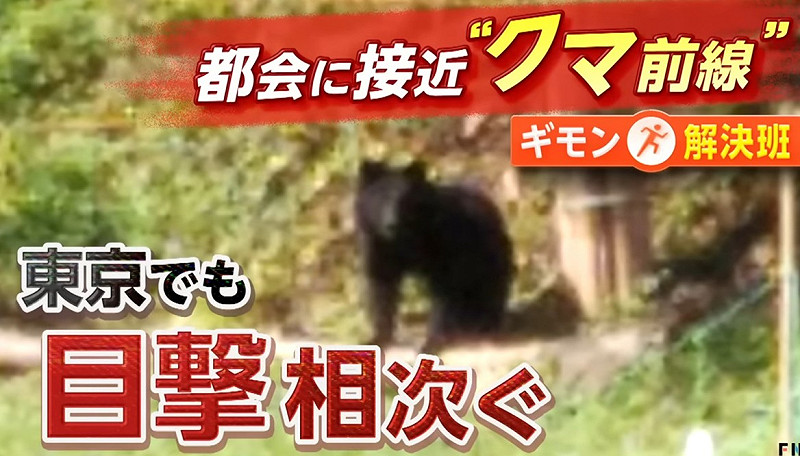 連東京都會區也都相繼有熊出沒。 圖：翻攝FNN新聞 
