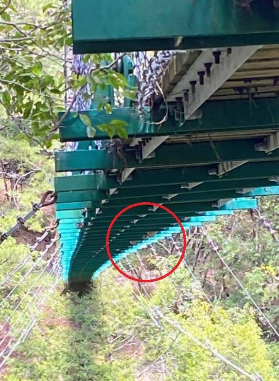 玉山國家公園內的瓦拉米步道大分吊橋下方，竟出現3顆虎頭蜂巢。   圖：玉管處／提供