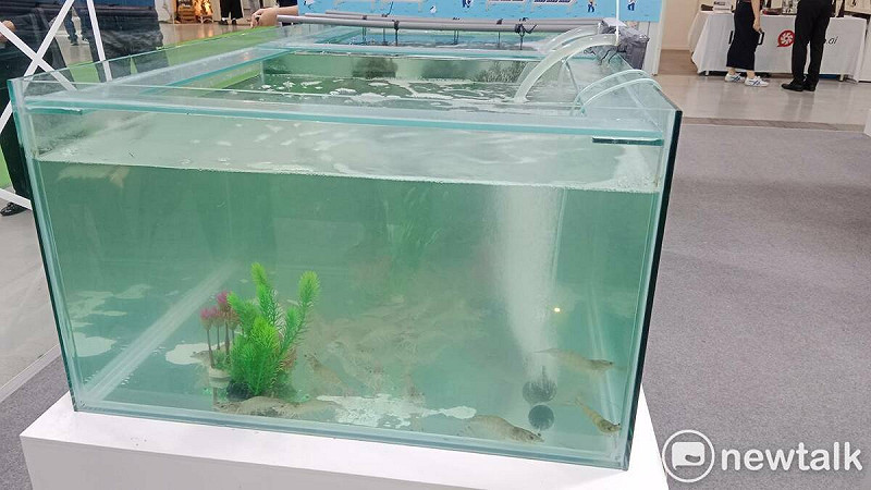 三地能源現場實體展示自家七股案場實際養殖的白蝦與牡蠣樣本。   圖：孫家銘攝