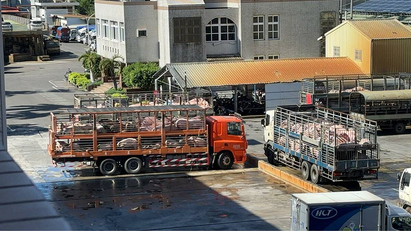 農業部今（7）日表示，截至上午11:45，全國20處肉品市場中7處已開始毛豬拍賣，價格穩定在每公斤96至106元。其餘市場將陸續開啟，農業部呼籲：「敬請期待，準備吃豬！」   圖：農業部／提供