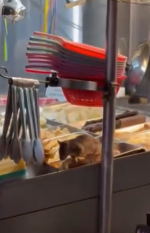 民眾爆料嘉義某鹹酥雞攤販出現碩鼠在食材上大快朵頤，引發熱議。   圖：翻攝自臉書粉專「記者爆料網」