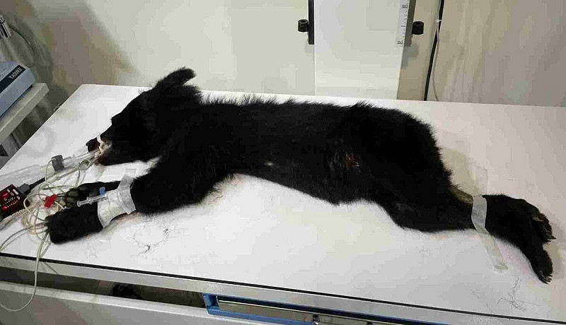 被捕獲的黑熊體態偏瘦但無明顯外傷。   圖：林業及自然保育署花蓮分署/提供