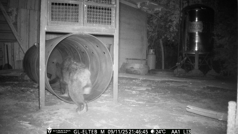 黑熊進入誘捕籠。   圖：林業及自然保育署花蓮分署/提供