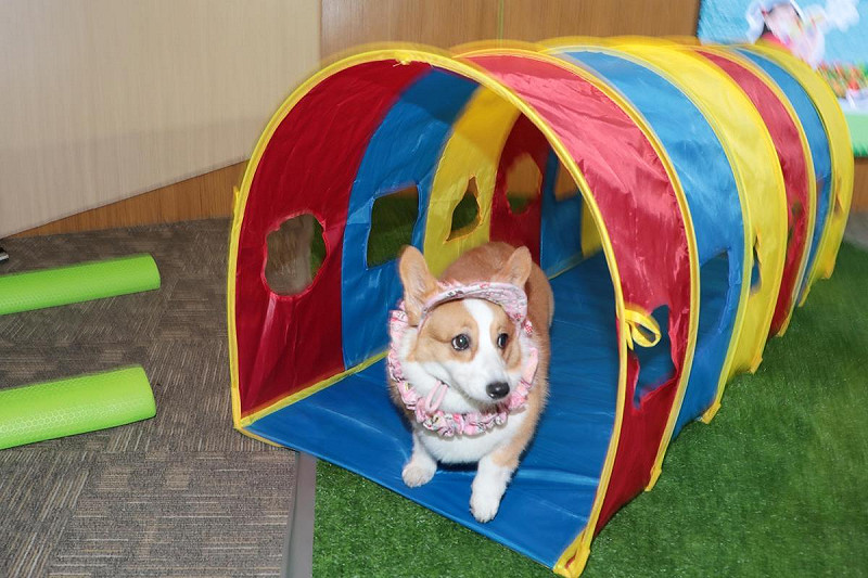 活動現場設有餐車美食區及毛小孩遊樂設施區，讓毛孩在假日充分放風，盡情玩樂，大小朋友與毛孩都能與最愛的家人盡情享受湖畔樂趣。不論是熱愛戶外活動的親子家庭，還是與毛孩形影不離的毛孩爸媽，千萬別錯過這場融合趣味挑戰、友善互動與自然生態的水岸派對。   圖：台南市政府提供