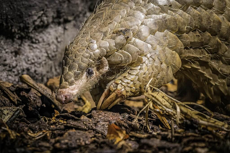 布拉格動物園9日臉書發訊，穿山甲「潤喉糖」中午死亡。台北市立動物園證實屬實，「潤喉糖」為雌性、約7歲，進食狀況不佳所致。   圖：台北市立動物園提供