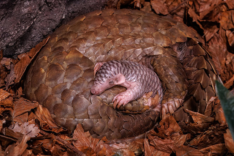 布拉格動物園在去年7月迎來第二隻台灣穿山甲寶寶Connie。圖為Connie剛出生兩週時與媽媽潤喉糖相依偎的模樣。   圖：布拉格動物園提供