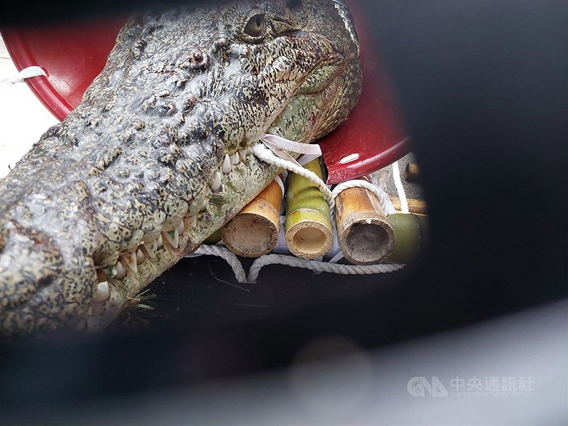 農業部預告修法禁止家庭飼養河口鱷，阮姓鱷魚養殖場業者為此於10月17日，載運河口鱷在立法院大門前道路抗議。台北地院簡易庭裁定阮男罰鍰1萬元，扣案的河口鱷沒入。可抗告。（中央社檔案照片）   