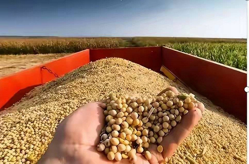 中國已下調美國黃豆進口關稅，並撤銷對包括 CHS 在內三家美國出口商的進口禁令。   圖：翻攝自Ｘ／@Snofy8