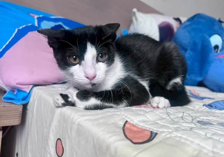 高雄卓男在社群平台自稱「微波爐虐貓」，誇張行徑引爆眾怒。   圖：白喬茵辦公室提供