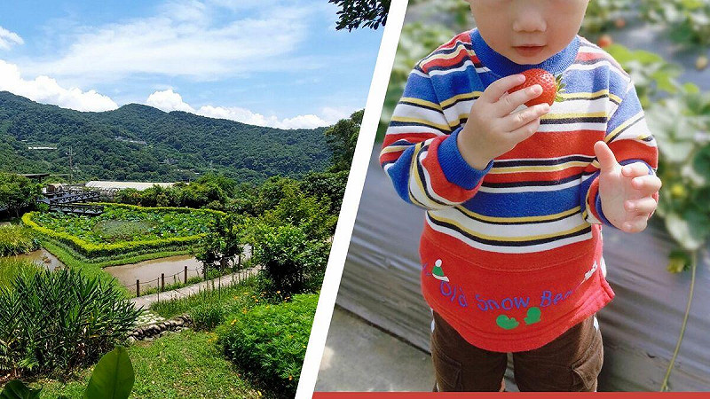 白石湖吊橋升级後串聯山谷景點，迎接12月草莓季採果與農產活動，民眾可漫步賞景品嘗草莓，帶動在地小農與旅遊人潮。   圖：台北市工務局大地工程處／提供