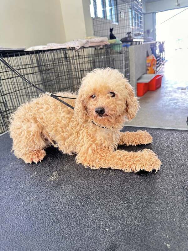 從「人人犬舍」救出的首批85隻(7歲以上)犬隻，將於19日下午一點開放抽籤認養。   圖：苗栗縣動物保護防疫所/提供