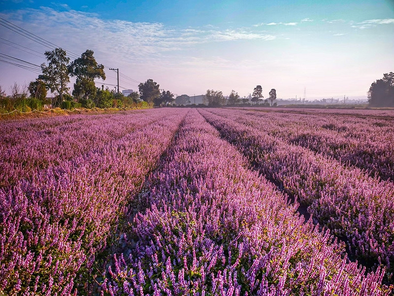 桃園仙草嘉年華以2公頃的紫色花海和2.1公頃的波斯菊花田打造夢幻仙境。   圖：翻攝自楊梅休閒農業區臉書